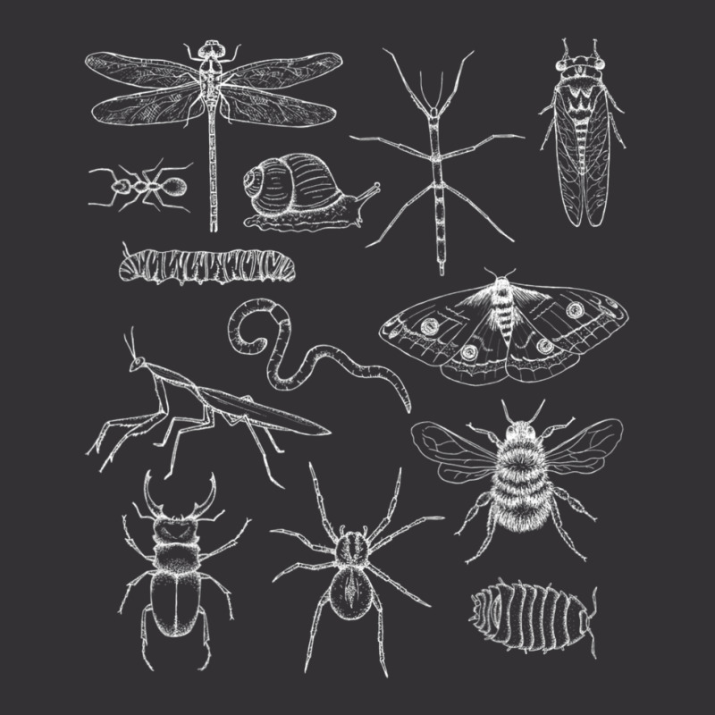 Minibeasts Insects And Invertebrates Drawings Vintage Short | Artistshot