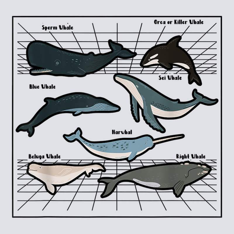 Types Of Whales Marine Mammal Sea Life Marine Biologist T Shirt Bucket Hat | Artistshot