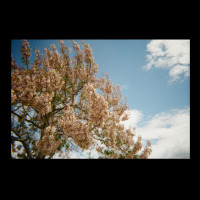 Granite Belt Flowers On 35mm Film Adjustable Cap | Artistshot