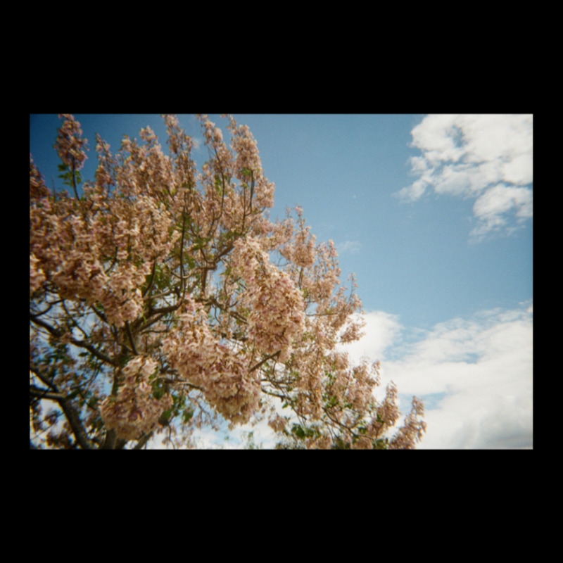 Granite Belt Flowers On 35mm Film Adjustable Cap | Artistshot