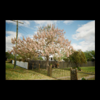 Granite Belt Flowers On 35mm Film Adjustable Cap | Artistshot