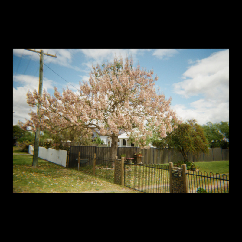 Granite Belt Flowers On 35mm Film Adjustable Cap | Artistshot