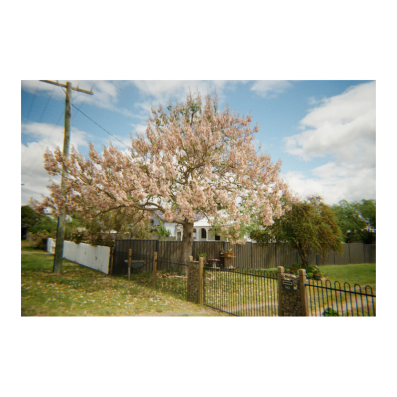 Granite Belt Flowers On 35mm Film Sticker | Artistshot