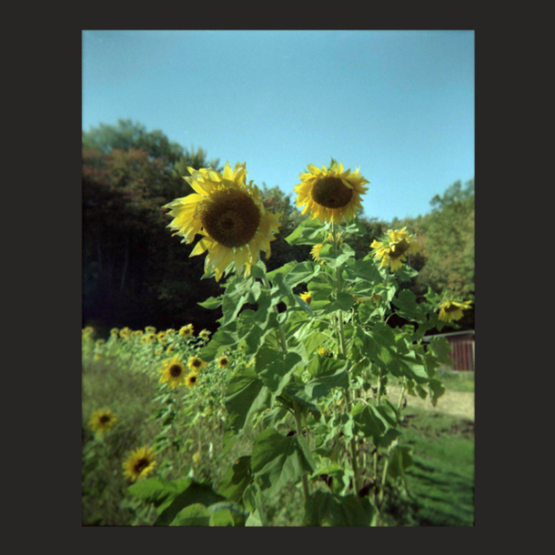 Film Sunflowers Ladies Fitted T-Shirt by SuzanneElaineSehorn | Artistshot