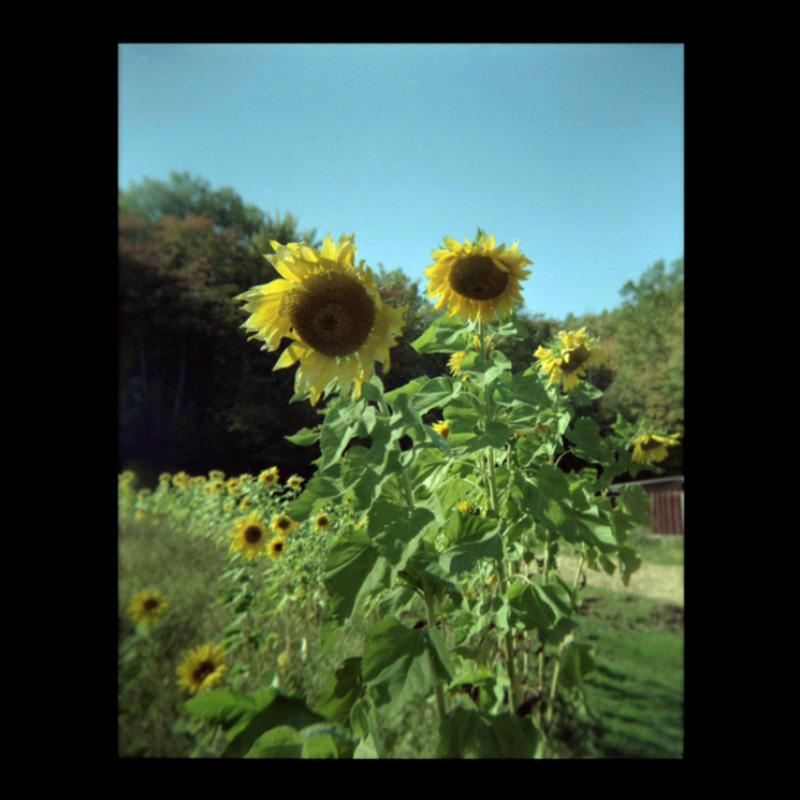 Film Sunflowers Cropped Hoodie by SuzanneElaineSehorn | Artistshot