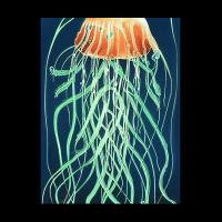 Jellyfish Artwork Ocean Baby Tee | Artistshot