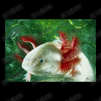 Albino Axolotl Adjustable Cap | Artistshot