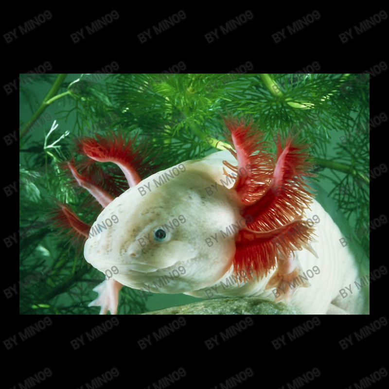 Albino Axolotl Adjustable Cap by Min09 | Artistshot