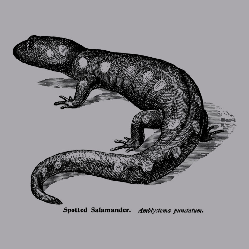 Spotted Salamader - Vintage Scientific Illustration Youth 3/4 Sleeve by Min08 | Artistshot