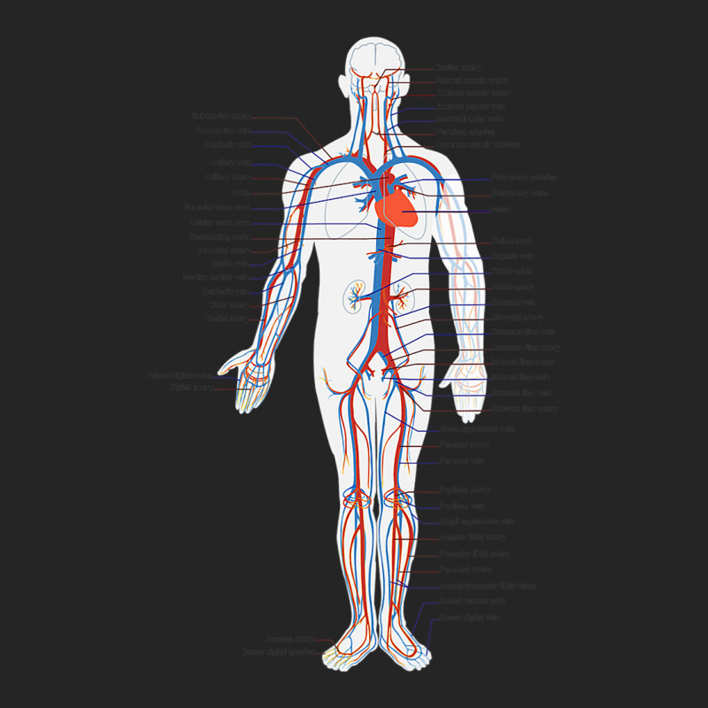 Circulatory System Anatomy Chart Arteries Veins Unisex Hoodie by Aliceartist | Artistshot