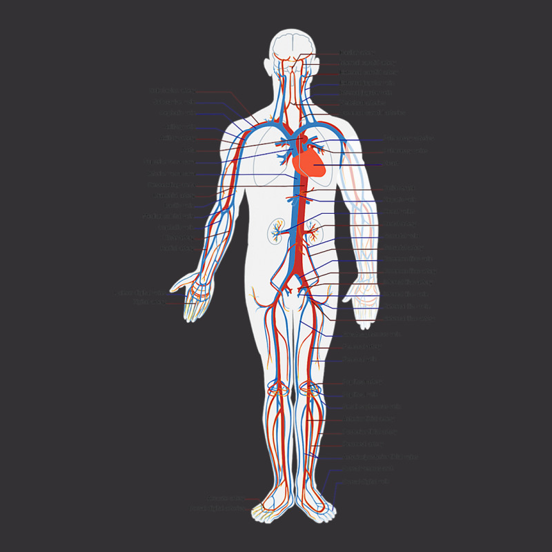 Circulatory System Anatomy Chart Arteries Veins Vintage Hoodie by Aliceartist | Artistshot