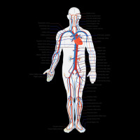 Circulatory System Anatomy Chart Arteries Veins Fleece Short | Artistshot