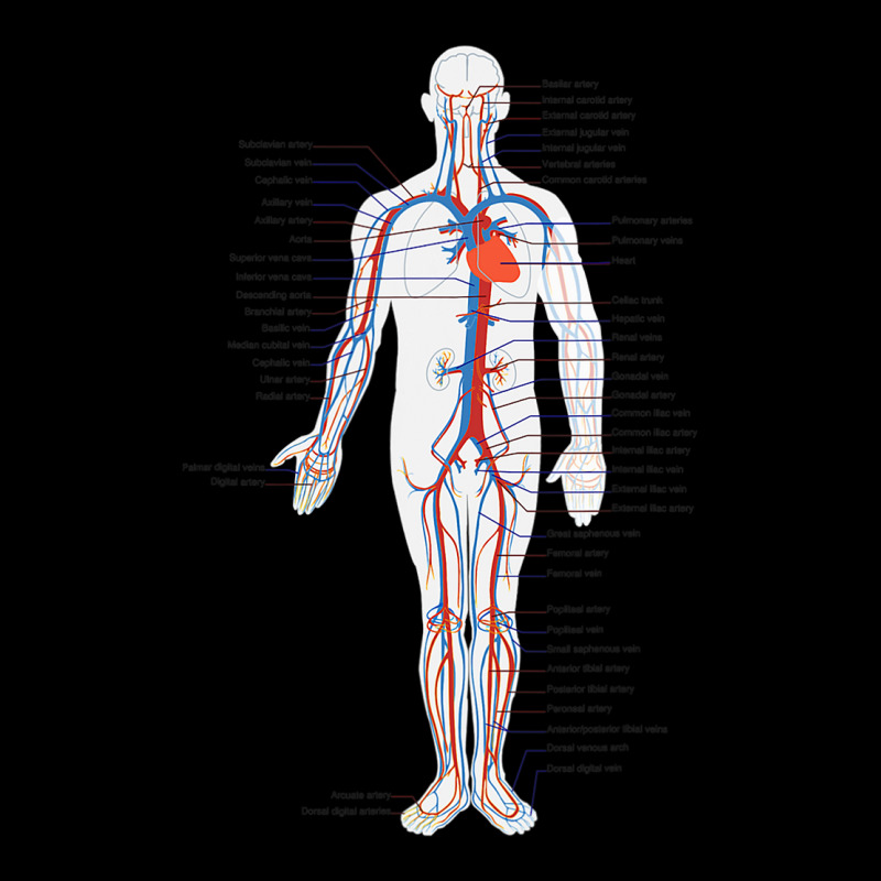 Circulatory System Anatomy Chart Arteries Veins Fleece Short by Aliceartist | Artistshot