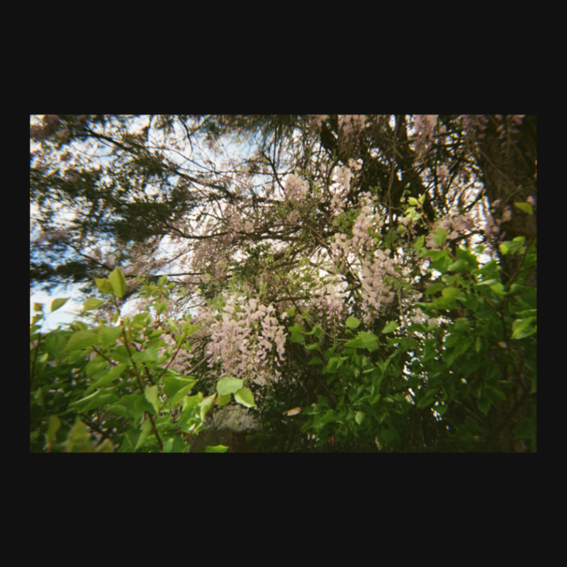 Granite Belt Flowers On 35mm Film 2 Skinny Tumbler | Artistshot