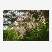 Granite Belt Flowers On 35mm Film 2 Travel Mug | Artistshot