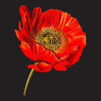 Red Poppy Flower, Red Botanical Poppies, Poppy T-shirt | Artistshot