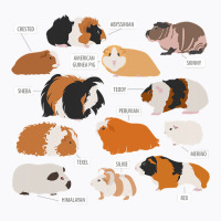 Guinea Pig Breeds   Costume Clothing Accessories T-shirt | Artistshot