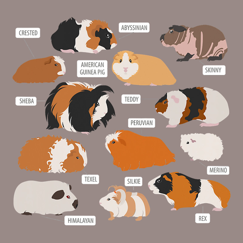 Guinea Pig Breeds   Costume Clothing Accessories Vintage T-shirt | Artistshot