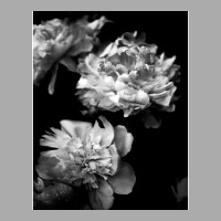 Black And White Peonies T-shirt | Artistshot