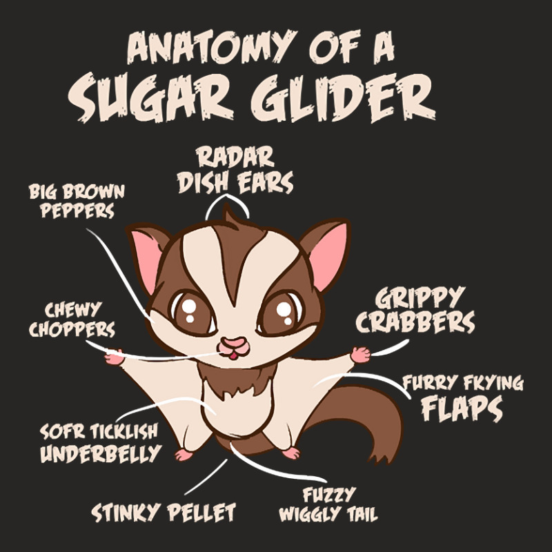 Trending Anatomy Of A Sugar Glider Possum Ladies Fitted T-Shirt by Box Bingham | Artistshot