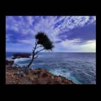 A Palm Tree On Rock Plateau With A Rock Island In The Sea Cropped Sweater | Artistshot