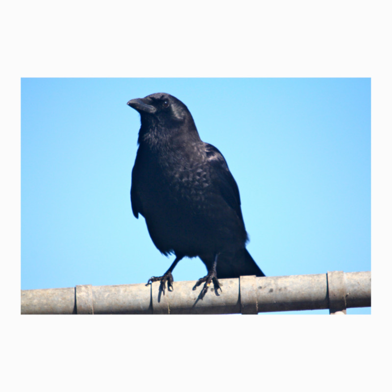 Curiosity And The Crow Coffee Mug | Artistshot