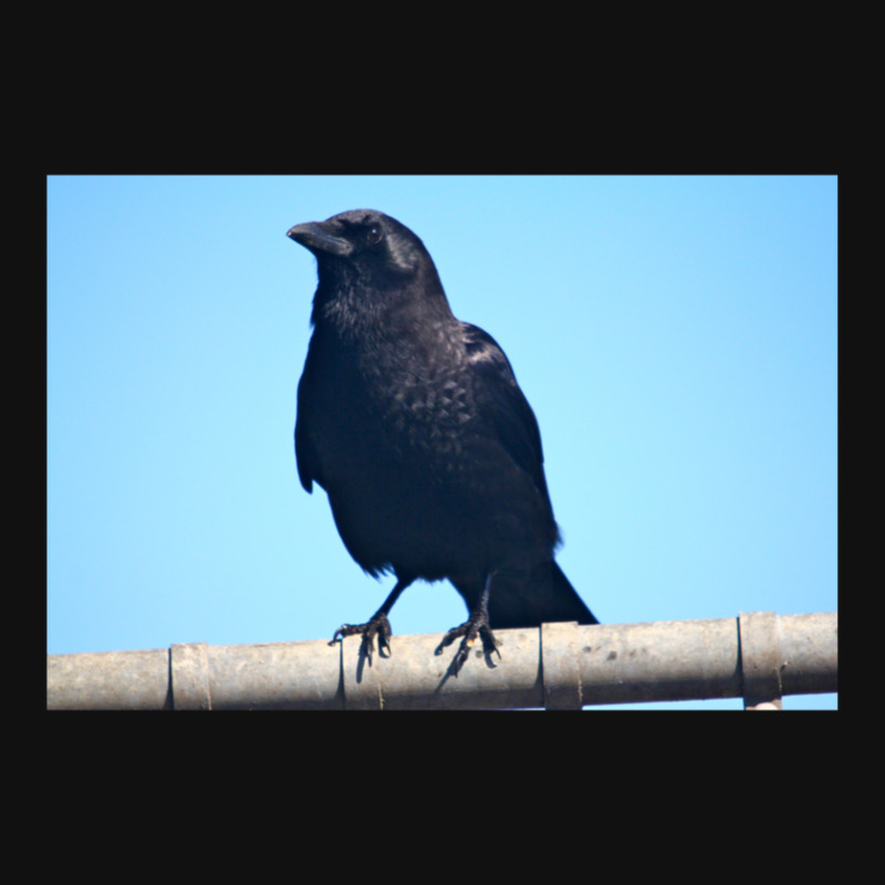 Curiosity And The Crow Landscape Canvas Print | Artistshot