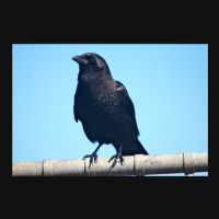 Curiosity And The Crow Metal Print Horizontal | Artistshot