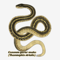 Garter Snakes Thamnophis Sirtalis T Shirt Adjustable Cap | Artistshot