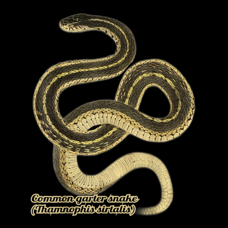 Garter Snakes Thamnophis Sirtalis T Shirt Cropped Sweater by kleebbi | Artistshot