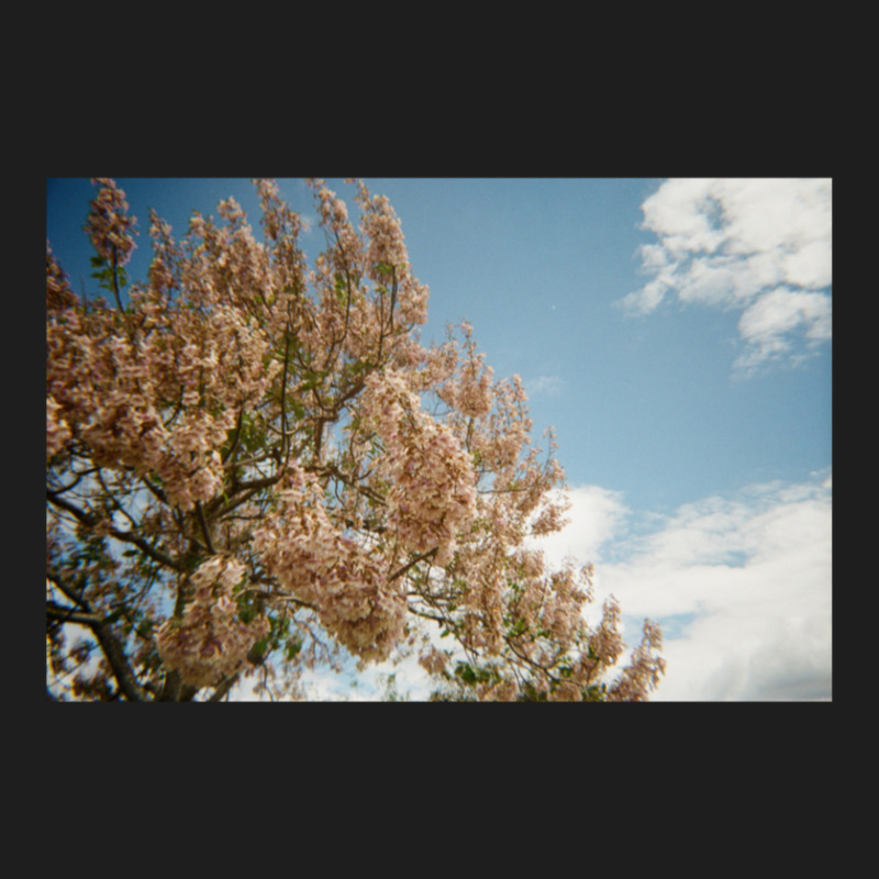 Granite Belt Flowers On 35mm Film Classic T-shirt | Artistshot