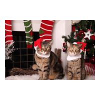 Christmas Kitties Poster Stars Zipper Hoodie | Artistshot