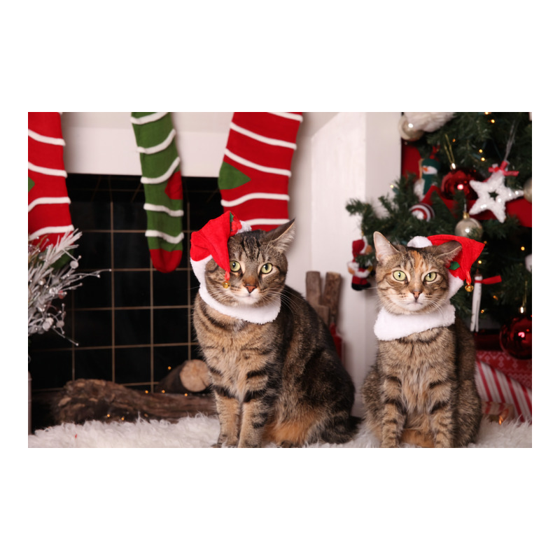 Christmas Kitties Poster Stars Men's Long Sleeve Pajama Set | Artistshot