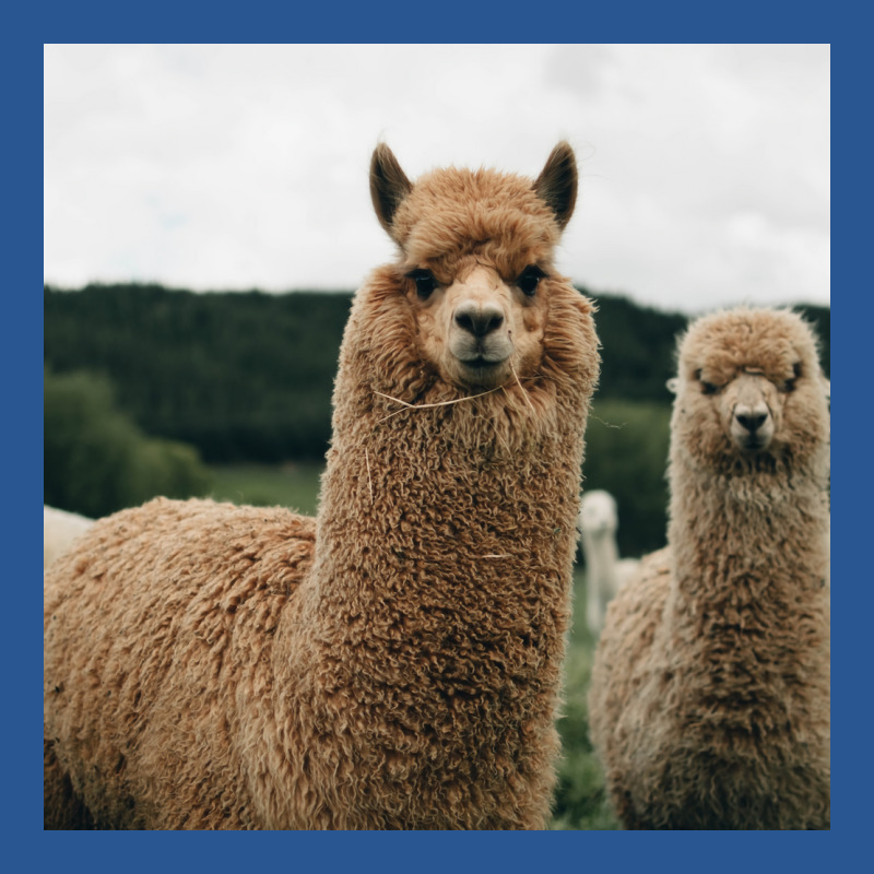 Cute Alpaca Poster 70s T-shirt | Artistshot