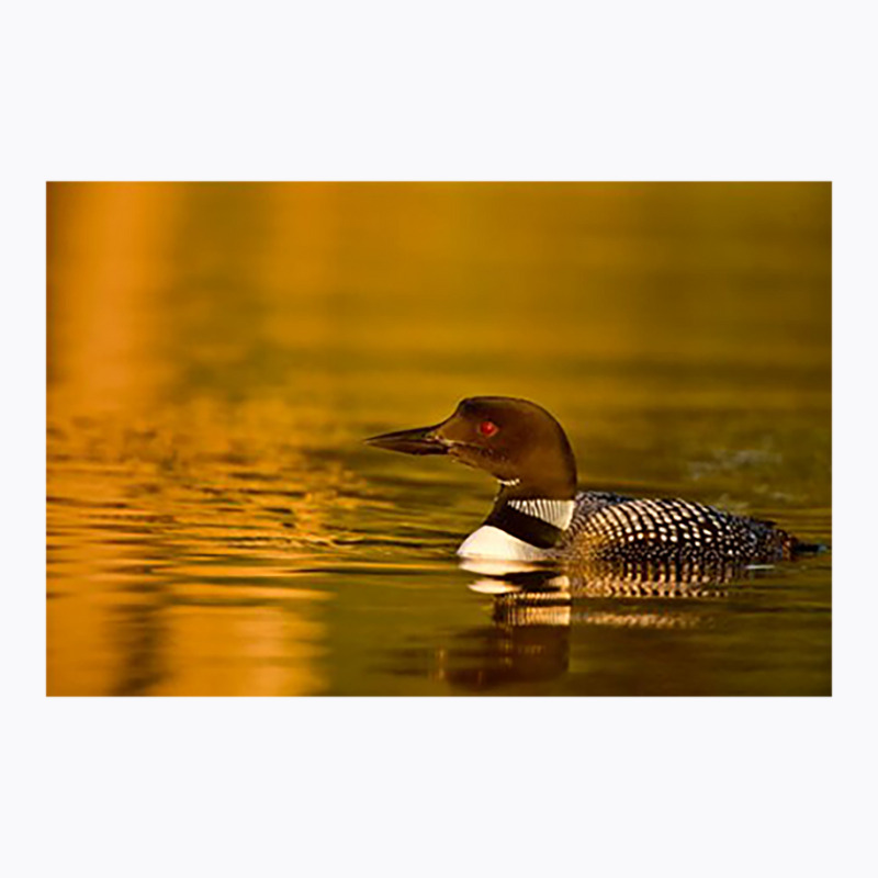 Follow The Leader - Common Loon T-Shirt by leminh | Artistshot