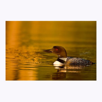 Follow The Leader - Common Loon Tank Top | Artistshot