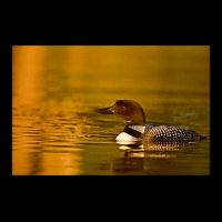 Follow The Leader - Common Loon Fleece Short | Artistshot