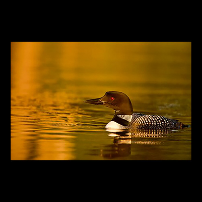 Follow The Leader - Common Loon Fleece Short by leminh | Artistshot