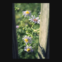 Porch Rail Aster Metal Print Vertical | Artistshot