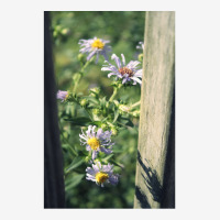 Porch Rail Aster Travel Mug | Artistshot