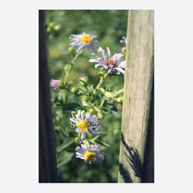 Porch Rail Aster Travel Mug | Artistshot