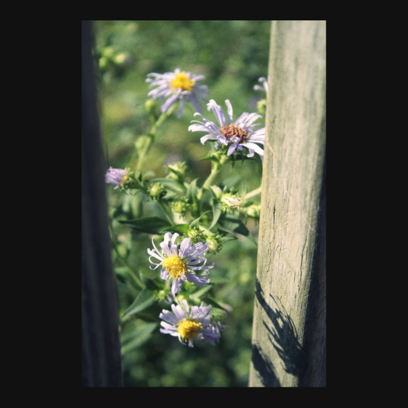 Porch Rail Aster Oval Patch | Artistshot