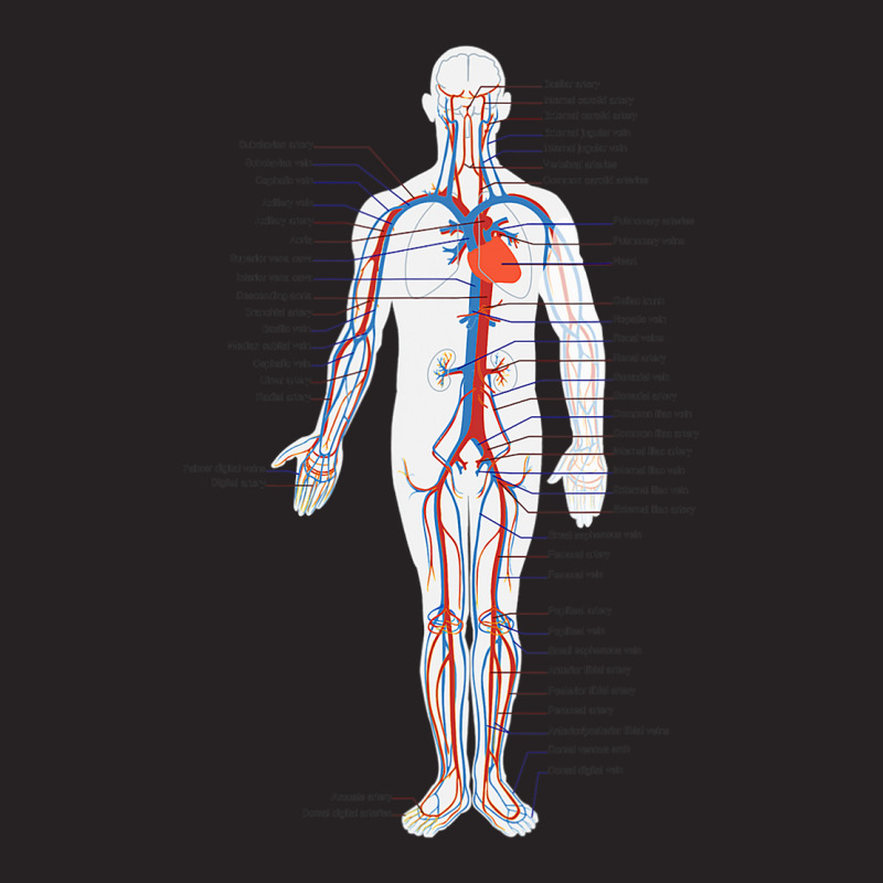 Circulatory System Anatomy Chart Arteries Veins Vintage Cap by DonnaSchennum1234 | Artistshot