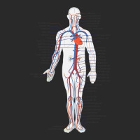 Circulatory System Anatomy Chart Arteries Veins Printed Hat | Artistshot