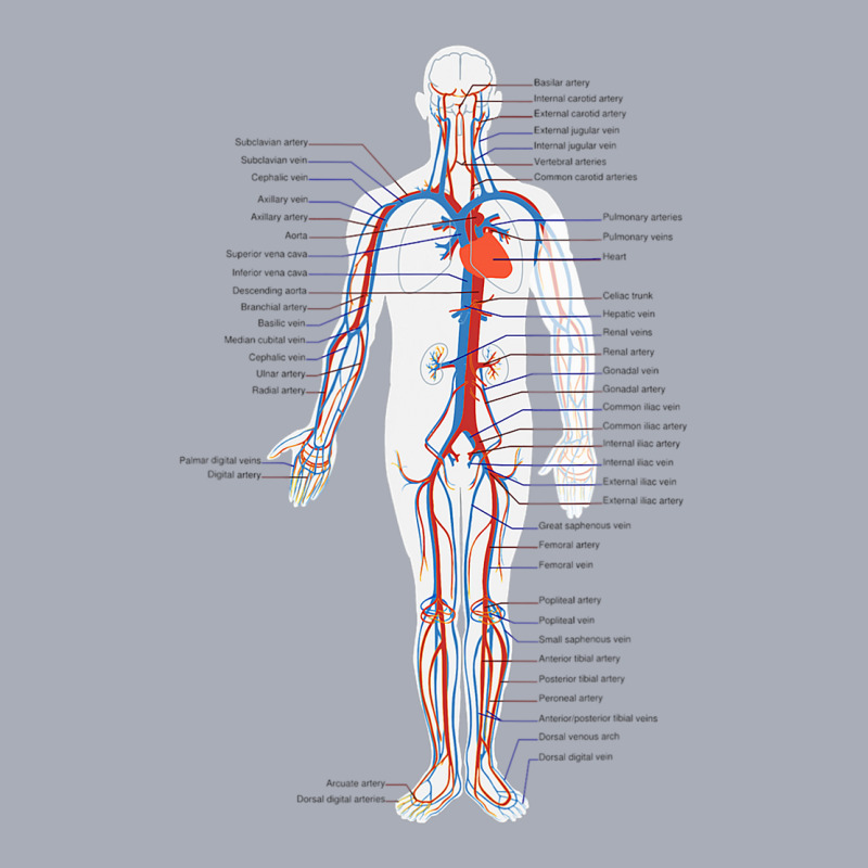 Circulatory System Anatomy Chart Arteries Veins Tank Dress by DonnaSchennum1234 | Artistshot