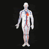 Circulatory System Anatomy Chart Arteries Veins Scorecard Crop Tee | Artistshot