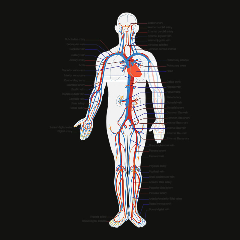 Circulatory System Anatomy Chart Arteries Veins Scorecard Crop Tee by DonnaSchennum1234 | Artistshot