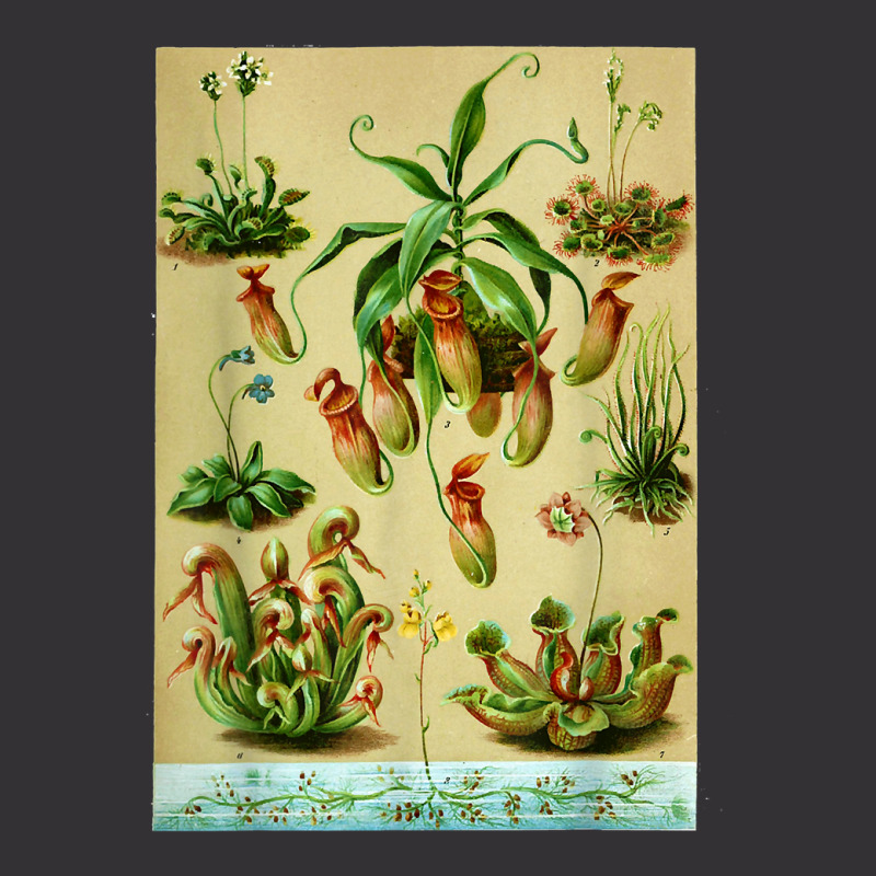 Vintage Carnivorous Plants Sarracenia Botanical Vintage Short | Artistshot