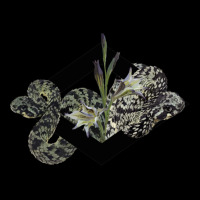 Atheris Squamigera “tiger” And Gladiolus In A Black Diamond V-neck Tee | Artistshot