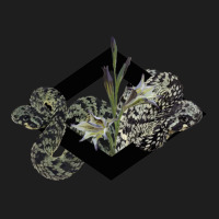 Atheris Squamigera “tiger” And Gladiolus In A Black Diamond Classic T-shirt | Artistshot